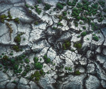 Lagartija - a Paint Artowrk by A.Pontesta